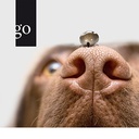 Fallbeispiele zur Babesiose des Hundes