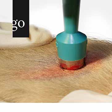 Dermatologische Diagnostik bei Hund und Katze